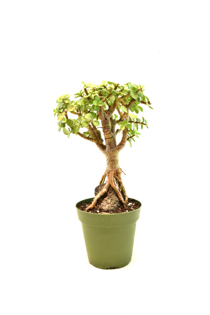 Dwarf Green Jade Root Above the Ground in 4" Pot - Pre Bonsai