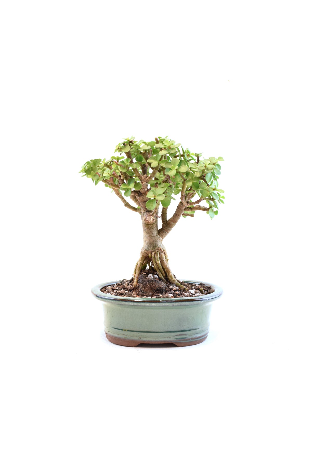 Rare Dwarf Green Jade Ceramic 6" Pot - One of a Kind Bonsai