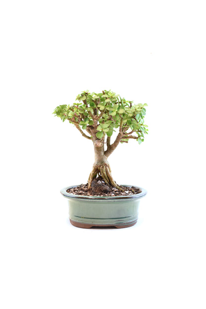 Rare Dwarf Green Jade Ceramic 6" Pot - One of a Kind Bonsai