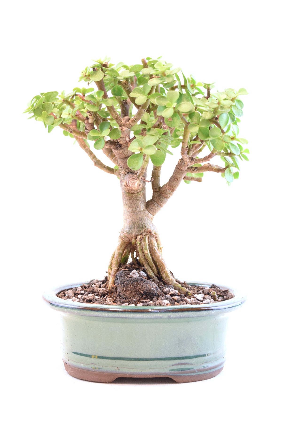 Rare Dwarf Green Jade Ceramic 6" Pot - One of a Kind Bonsai