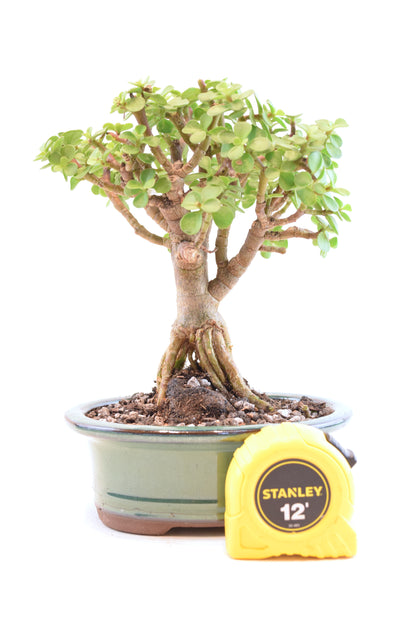 Rare Dwarf Green Jade Ceramic 6" Pot - One of a Kind Bonsai