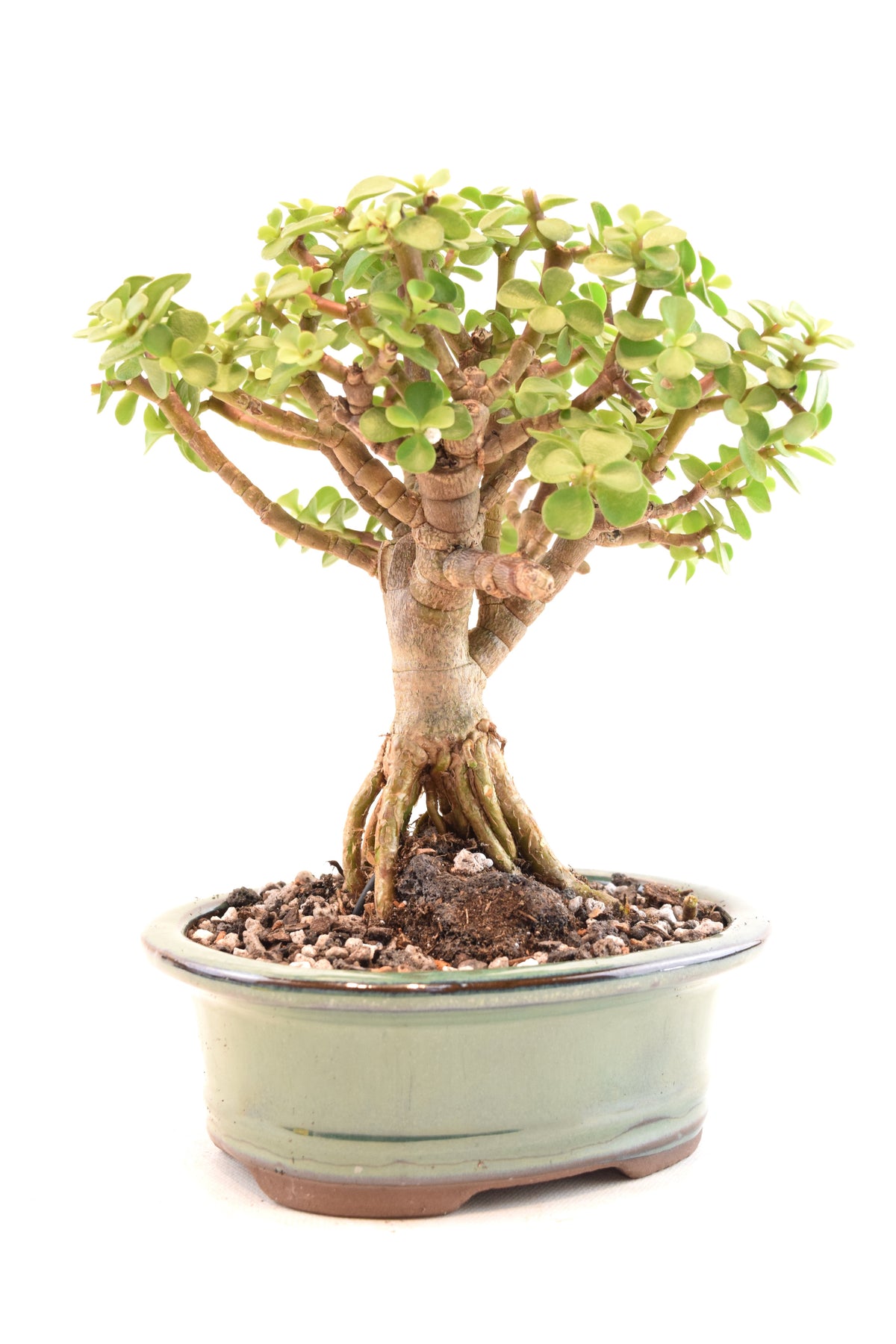 Rare Dwarf Green Jade Ceramic 6" Pot - One of a Kind Bonsai