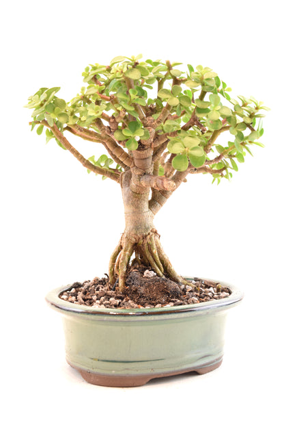 Rare Dwarf Green Jade Ceramic 6" Pot - One of a Kind Bonsai