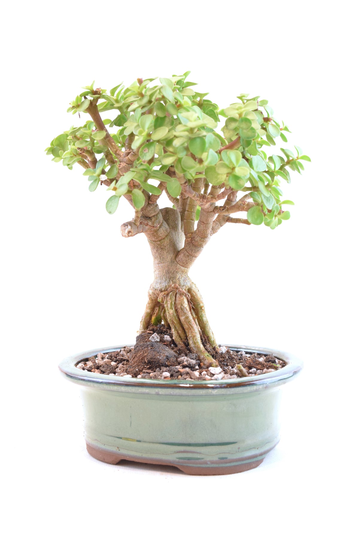 Rare Dwarf Green Jade Ceramic 6" Pot - One of a Kind Bonsai