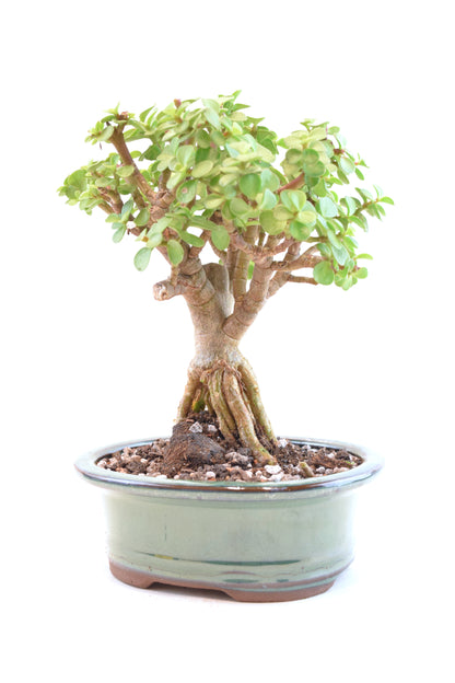 Rare Dwarf Green Jade Ceramic 6" Pot - One of a Kind Bonsai