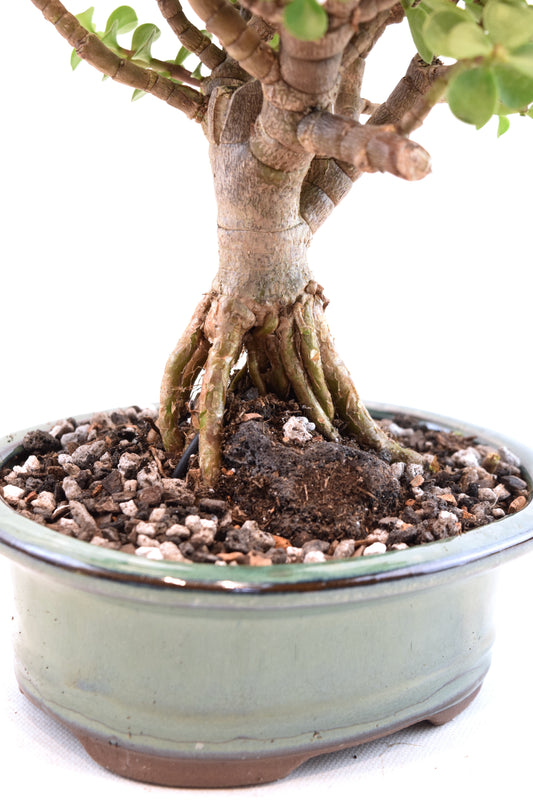 Rare Dwarf Green Jade Ceramic 6" Pot - One of a Kind Bonsai