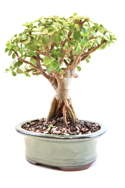 Rare Dwarf Green Jade Ceramic 6" Pot - One of a Kind Bonsai