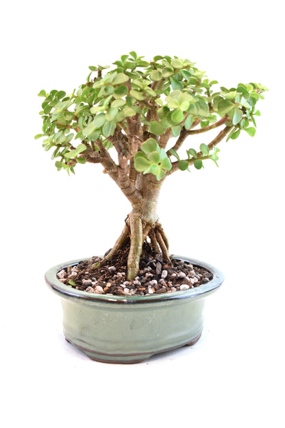 Rare Dwarf Green Jade Ceramic 6" Pot - One of a Kind Bonsai