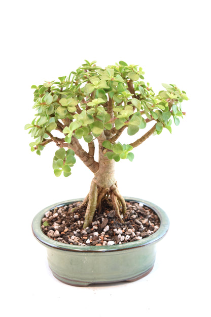 Rare Dwarf Green Jade Ceramic 6" Pot - One of a Kind Bonsai