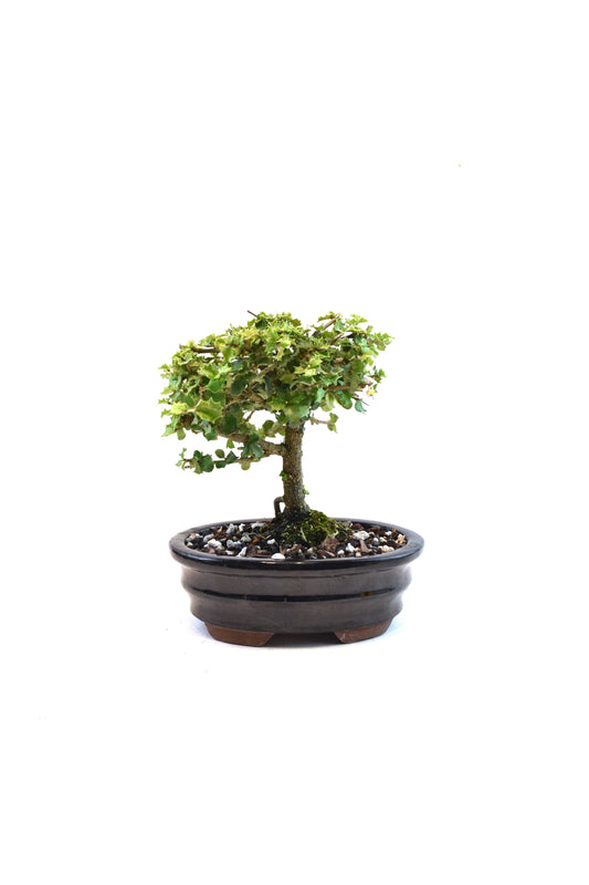 Dwarf Holly Bonsai Ceramic 7" Pot - One of a Kind Bonsai