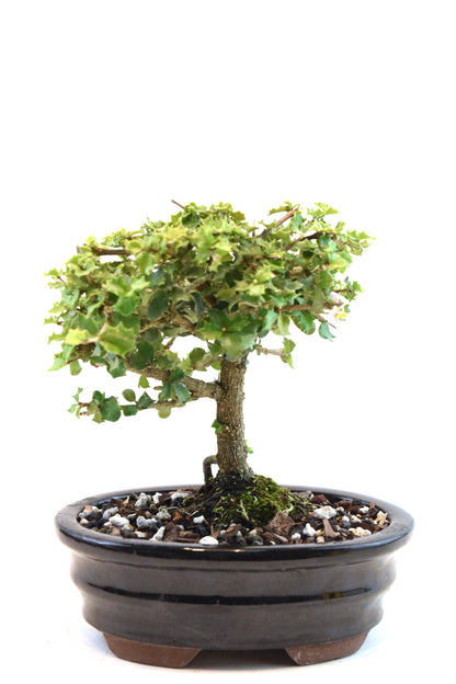 Dwarf Holly Bonsai Ceramic 7" Pot - One of a Kind Bonsai