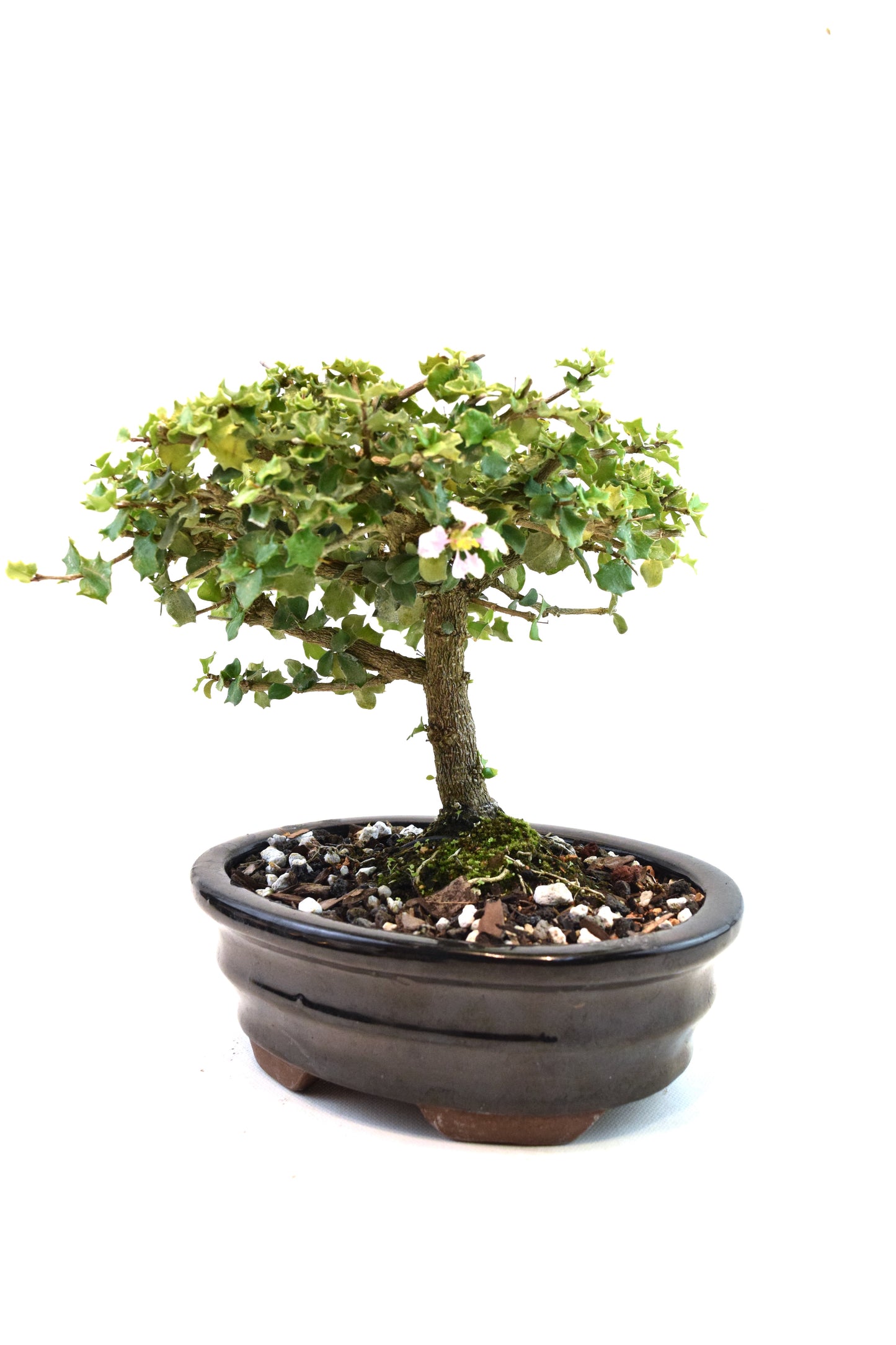Dwarf Holly Bonsai Ceramic 7" Pot - One of a Kind Bonsai