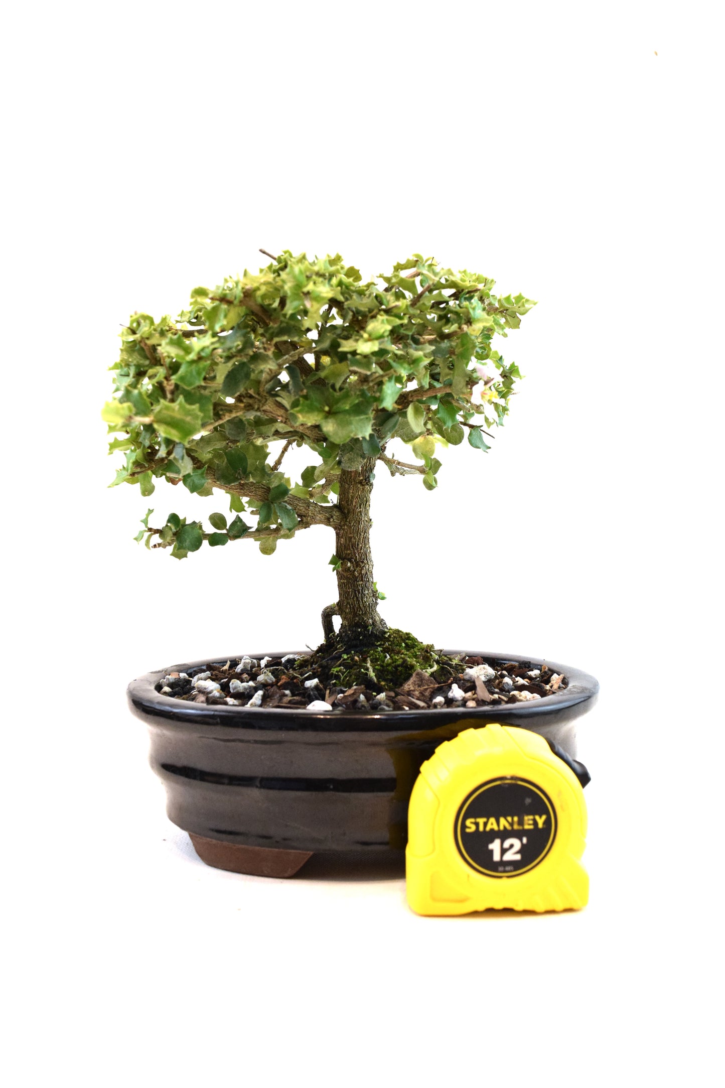 Dwarf Holly Bonsai Ceramic 7" Pot - One of a Kind Bonsai