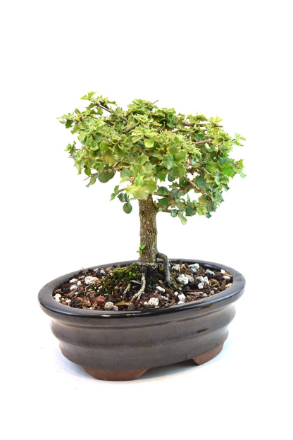 Dwarf Holly Bonsai Ceramic 7" Pot - One of a Kind Bonsai