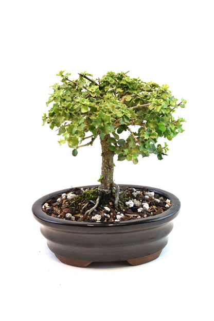 Dwarf Holly Bonsai Ceramic 7" Pot - One of a Kind Bonsai