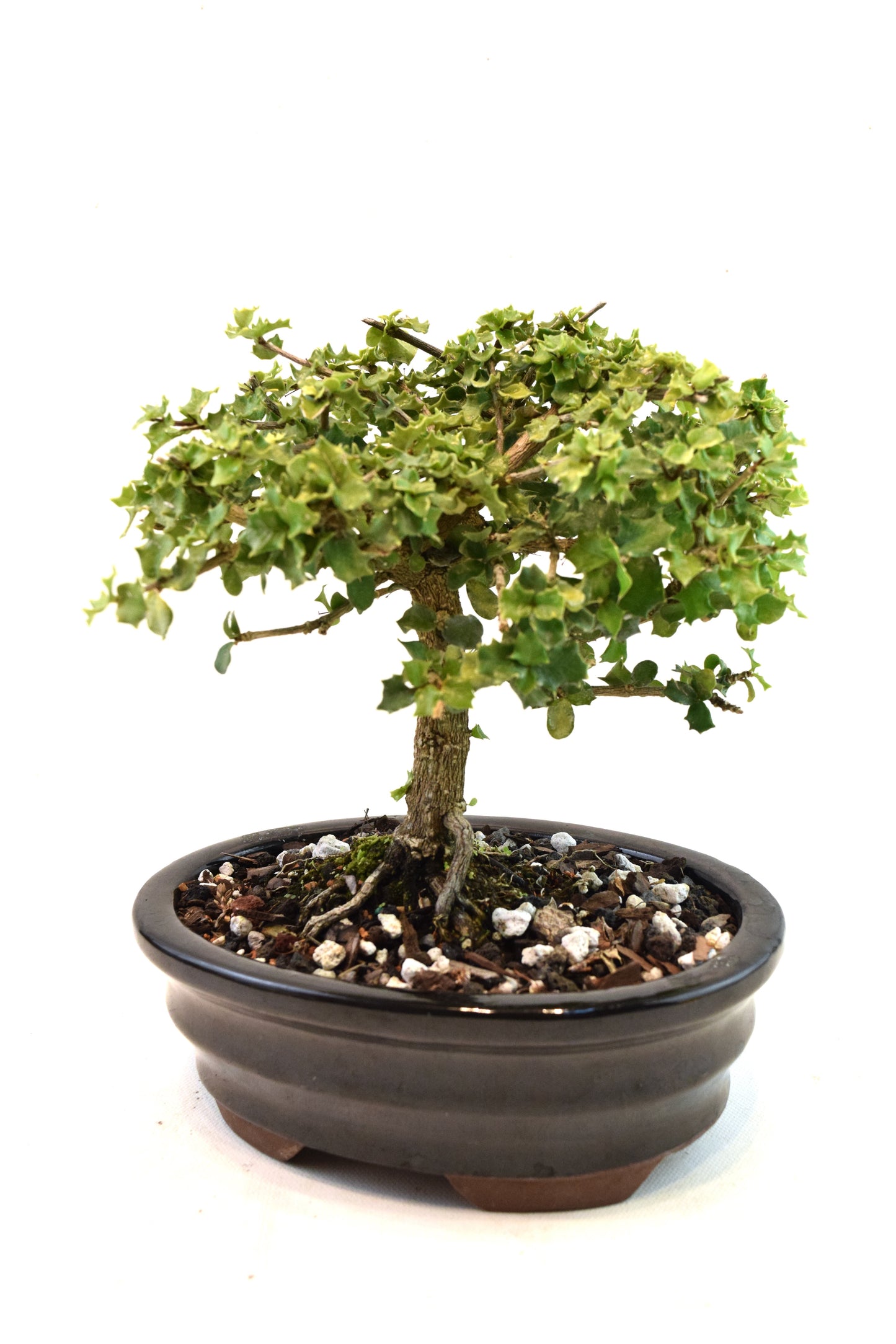 Dwarf Holly Bonsai Ceramic 7" Pot - One of a Kind Bonsai