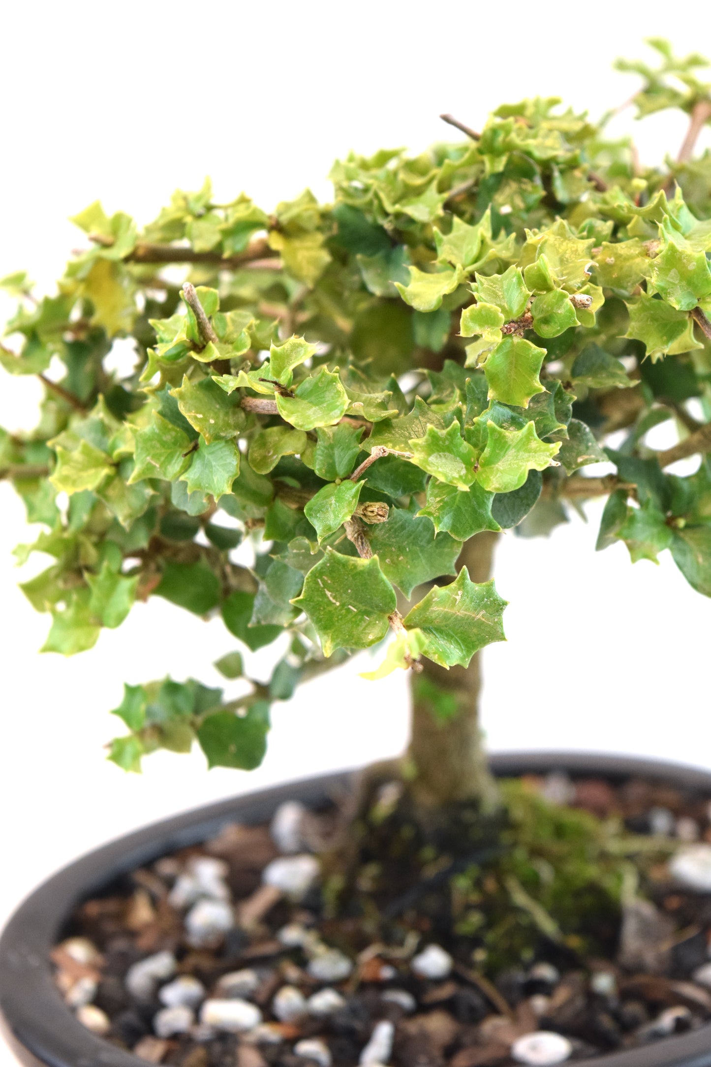 Dwarf Holly Bonsai Ceramic 7" Pot - One of a Kind Bonsai