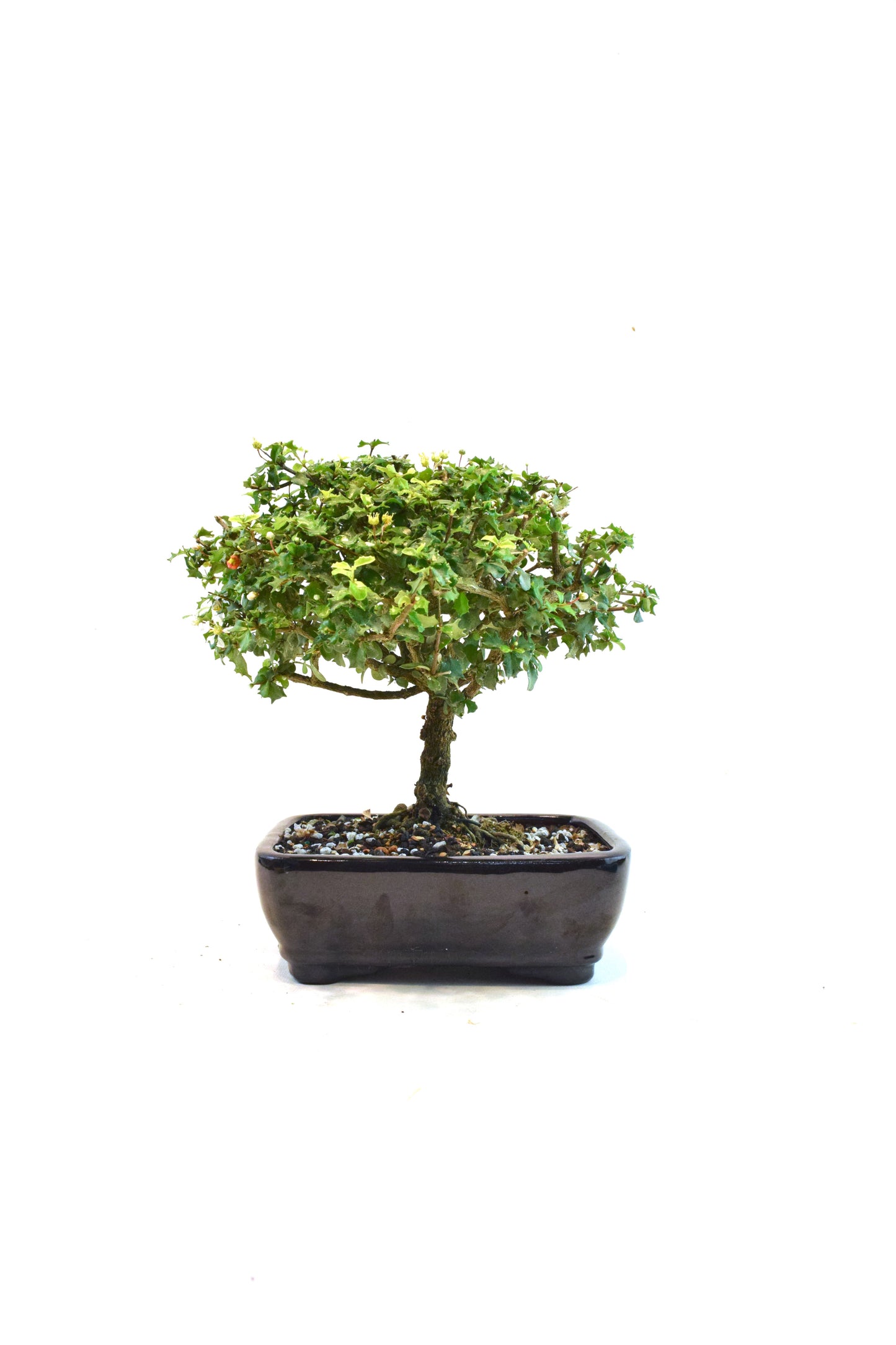 Dwarf Holly Bonsai Ceramic 7" Pot - One of a Kind Bonsai