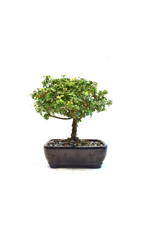 Dwarf Holly Bonsai Ceramic 7" Pot - One of a Kind Bonsai