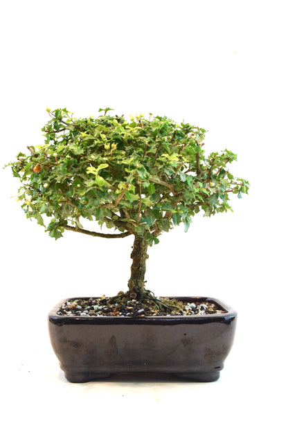 Dwarf Holly Bonsai Ceramic 7" Pot - One of a Kind Bonsai