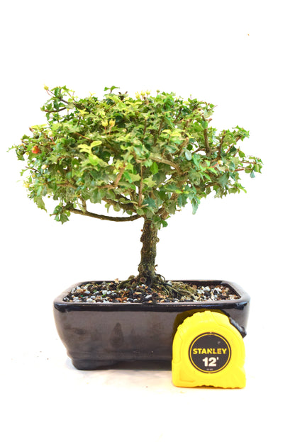 Dwarf Holly Bonsai Ceramic 7" Pot - One of a Kind Bonsai