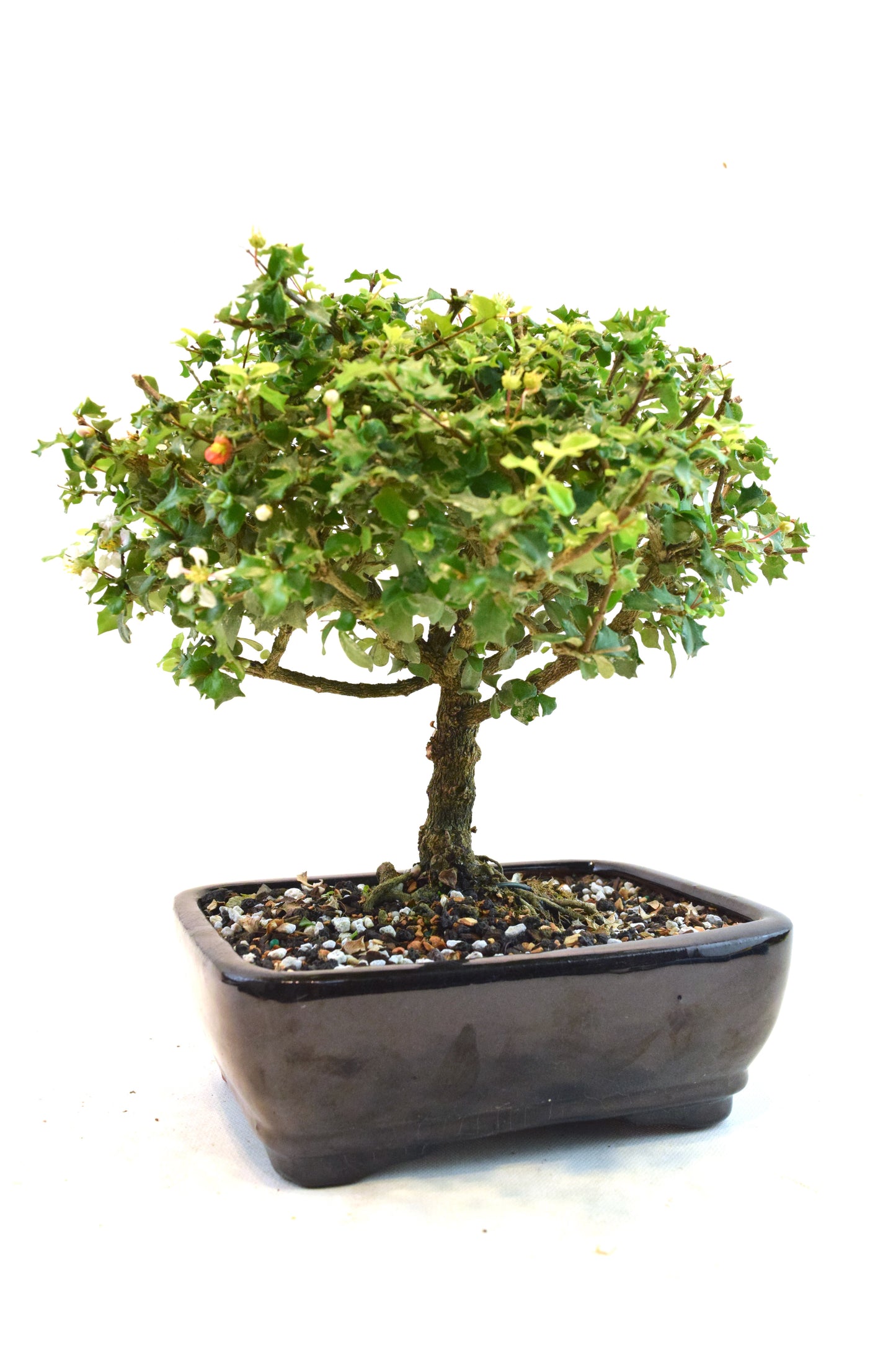 Dwarf Holly Bonsai Ceramic 7" Pot - One of a Kind Bonsai