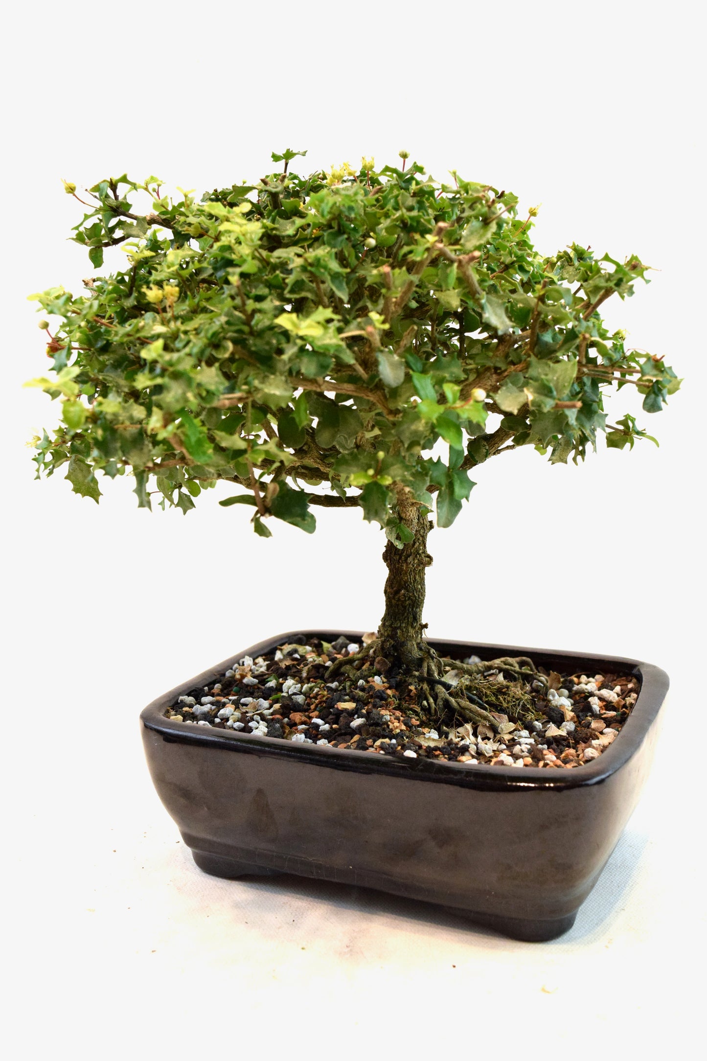 Dwarf Holly Bonsai Ceramic 7" Pot - One of a Kind Bonsai