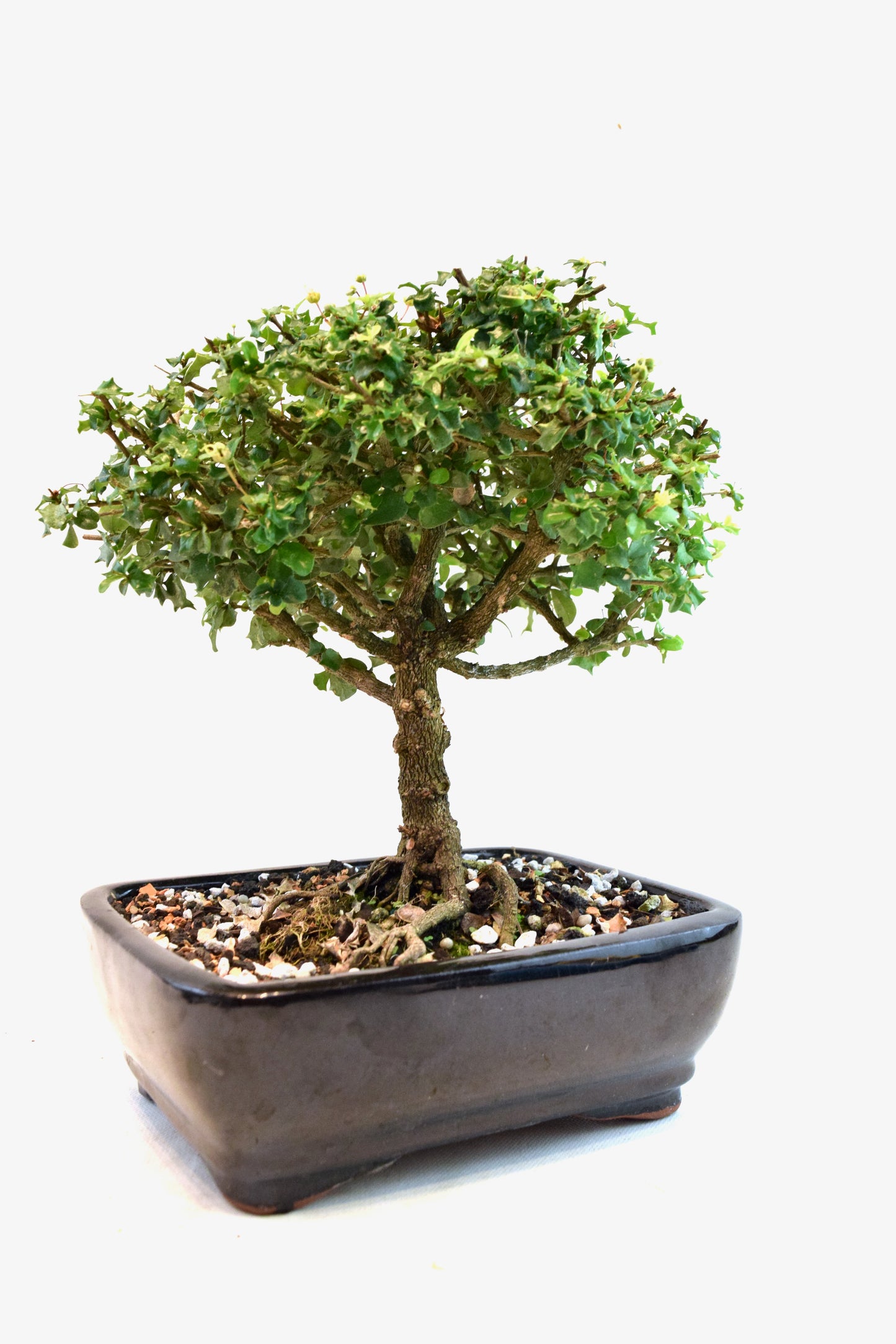 Dwarf Holly Bonsai Ceramic 7" Pot - One of a Kind Bonsai