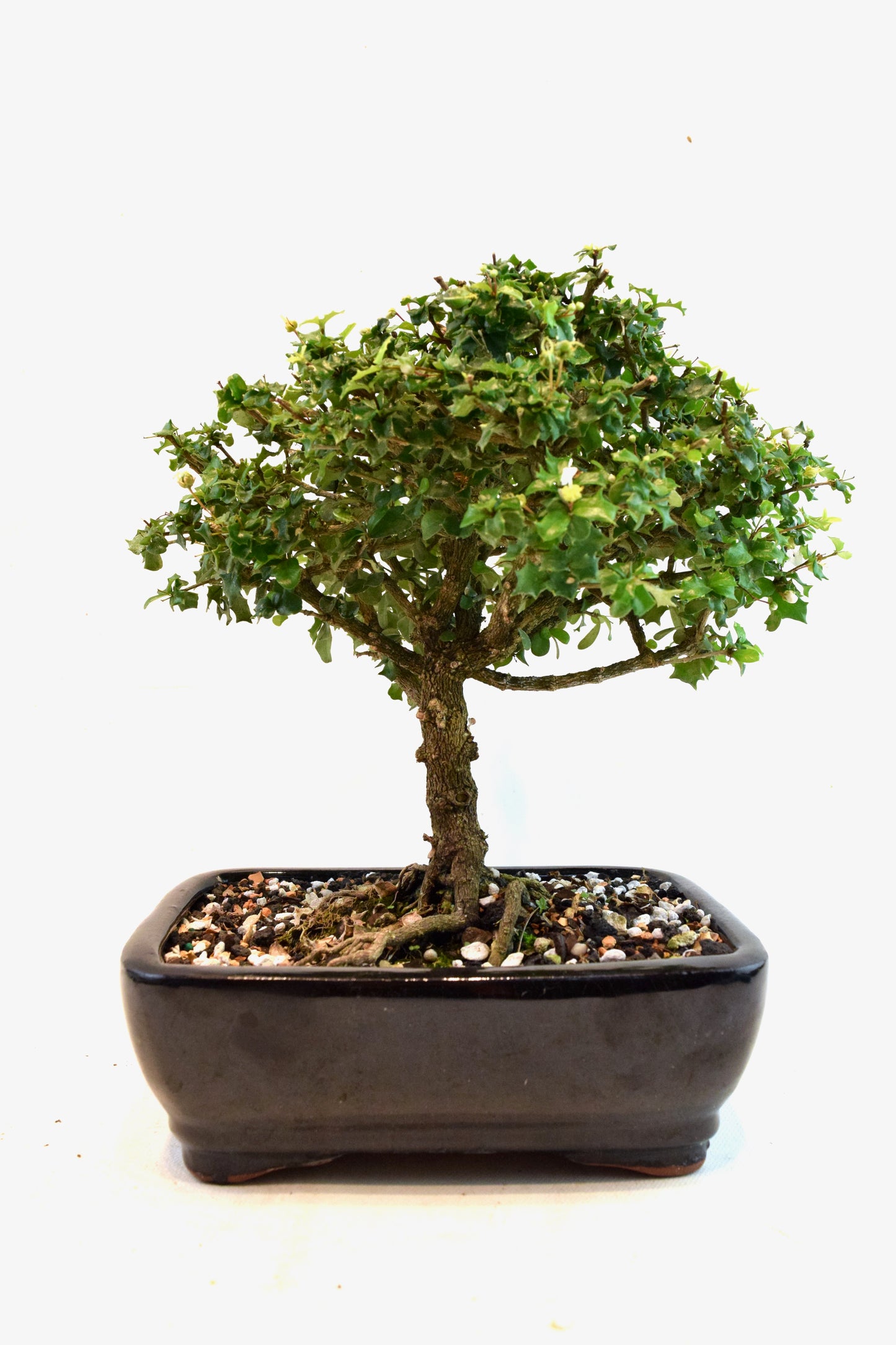 Dwarf Holly Bonsai Ceramic 7" Pot - One of a Kind Bonsai