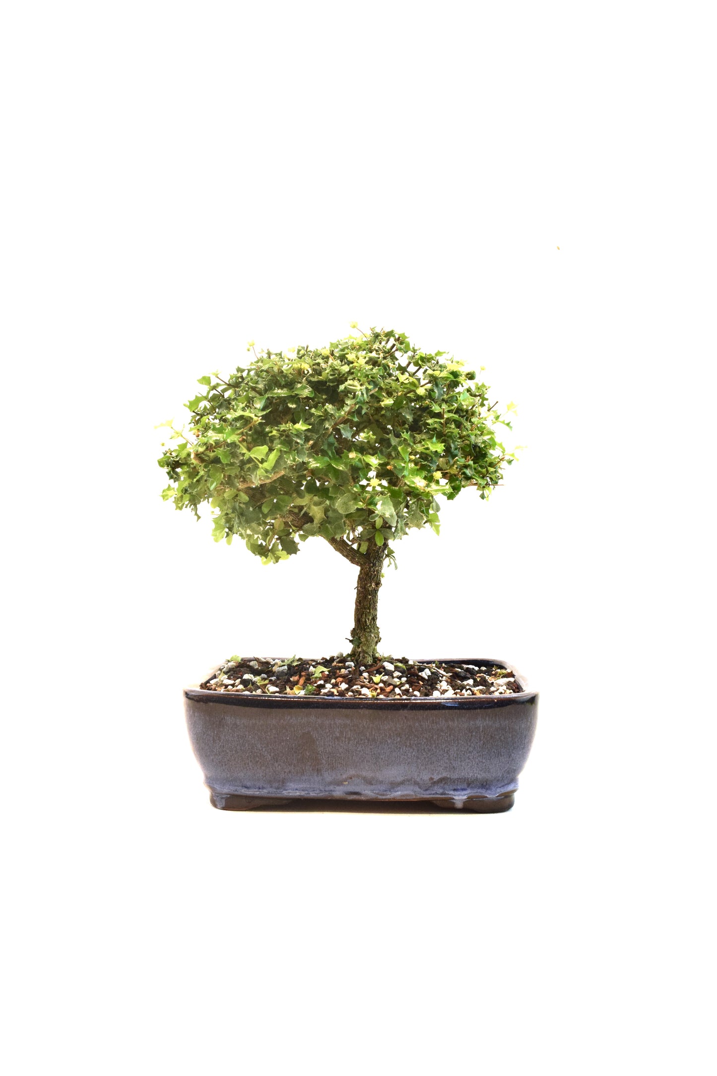 Dwarf Holly Bonsai Ceramic 8" Pot - One of a Kind Bonsai