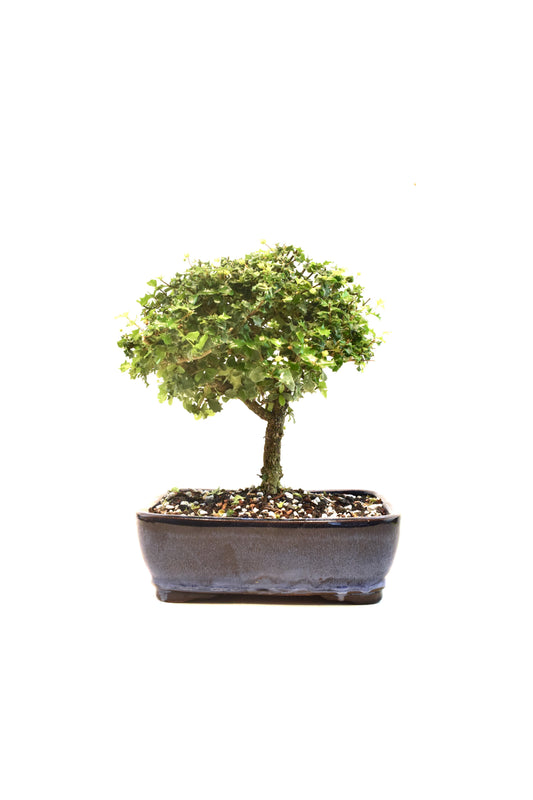 Dwarf Holly Bonsai Ceramic 8" Pot - One of a Kind Bonsai