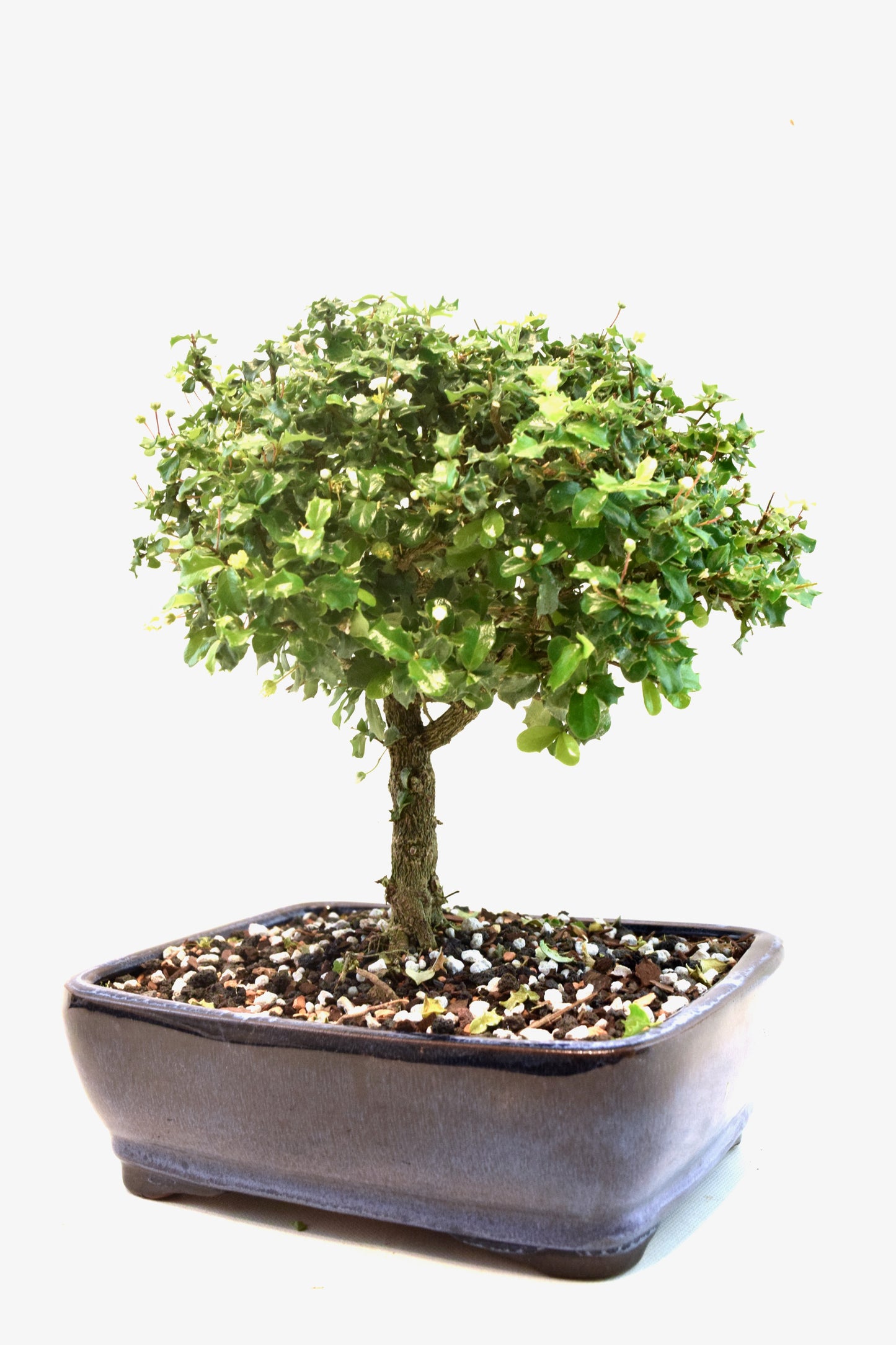 Dwarf Holly Bonsai Ceramic 8" Pot - One of a Kind Bonsai