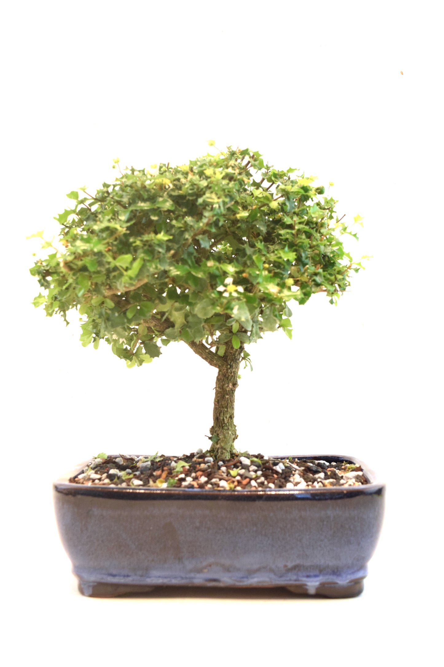 Dwarf Holly Bonsai Ceramic 8" Pot - One of a Kind Bonsai