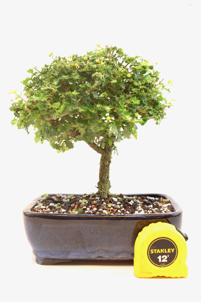 Dwarf Holly Bonsai Ceramic 8" Pot - One of a Kind Bonsai