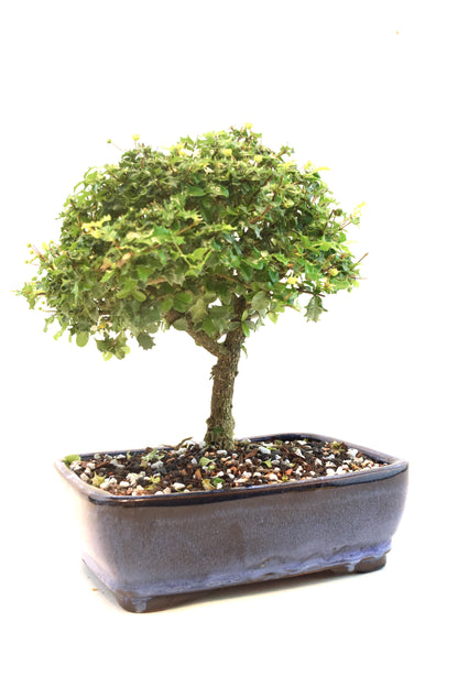 Dwarf Holly Bonsai Ceramic 8" Pot - One of a Kind Bonsai