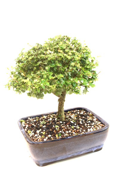 Dwarf Holly Bonsai Ceramic 8" Pot - One of a Kind Bonsai