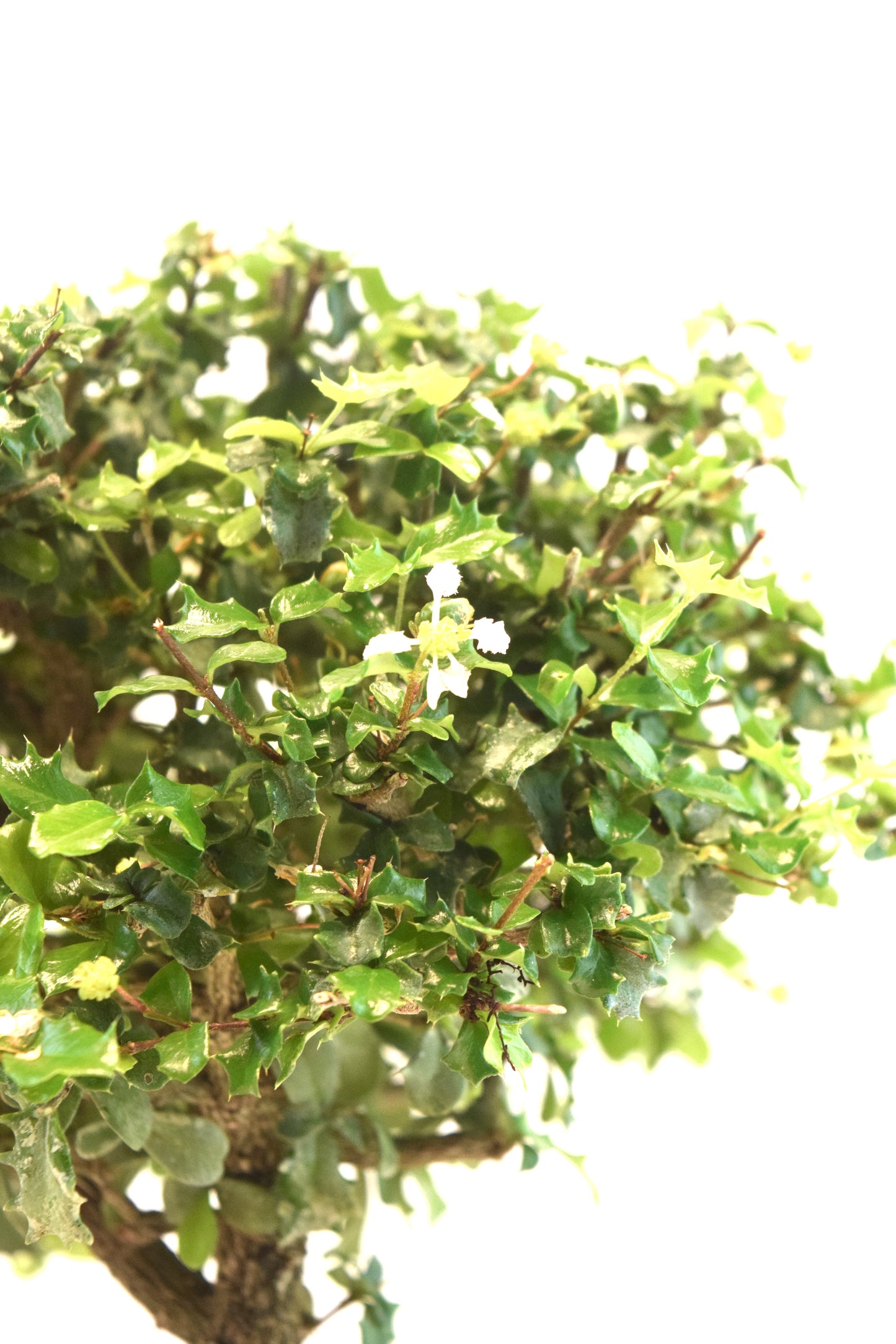Dwarf Holly Bonsai Ceramic 8" Pot - One of a Kind Bonsai