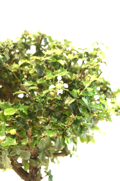 Dwarf Holly Bonsai Ceramic 8" Pot - One of a Kind Bonsai