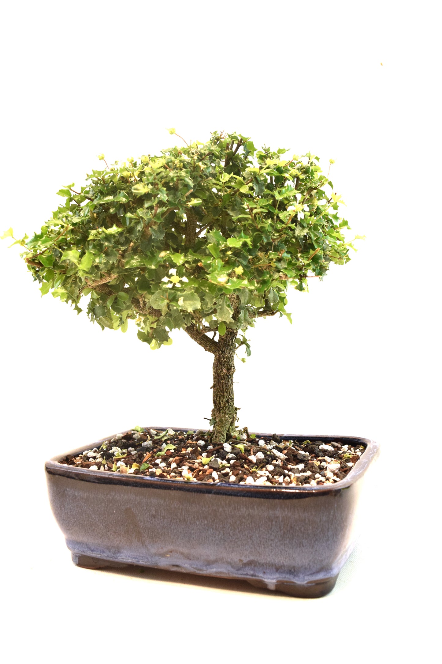 Dwarf Holly Bonsai Ceramic 8" Pot - One of a Kind Bonsai