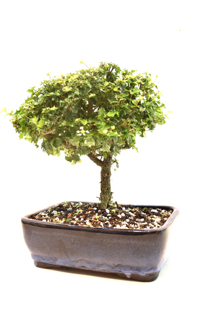 Dwarf Holly Bonsai Ceramic 8" Pot - One of a Kind Bonsai