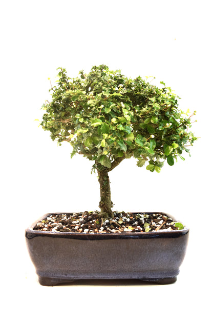 Dwarf Holly Bonsai Ceramic 8" Pot - One of a Kind Bonsai