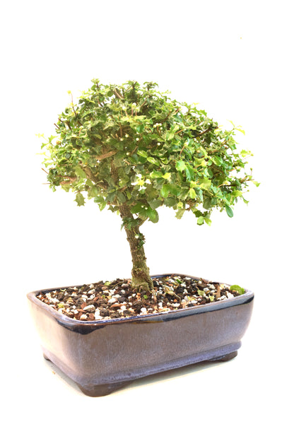 Dwarf Holly Bonsai Ceramic 8" Pot - One of a Kind Bonsai