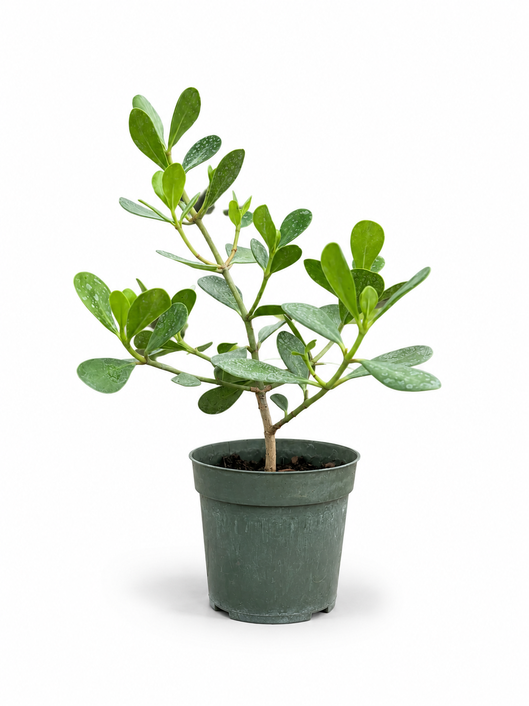 Dwarf Pitch Bonsai in 4" Pot - Pre Bonsai