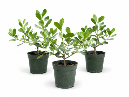 Dwarf Pitch Bonsai in 4" Pot - Pre Bonsai