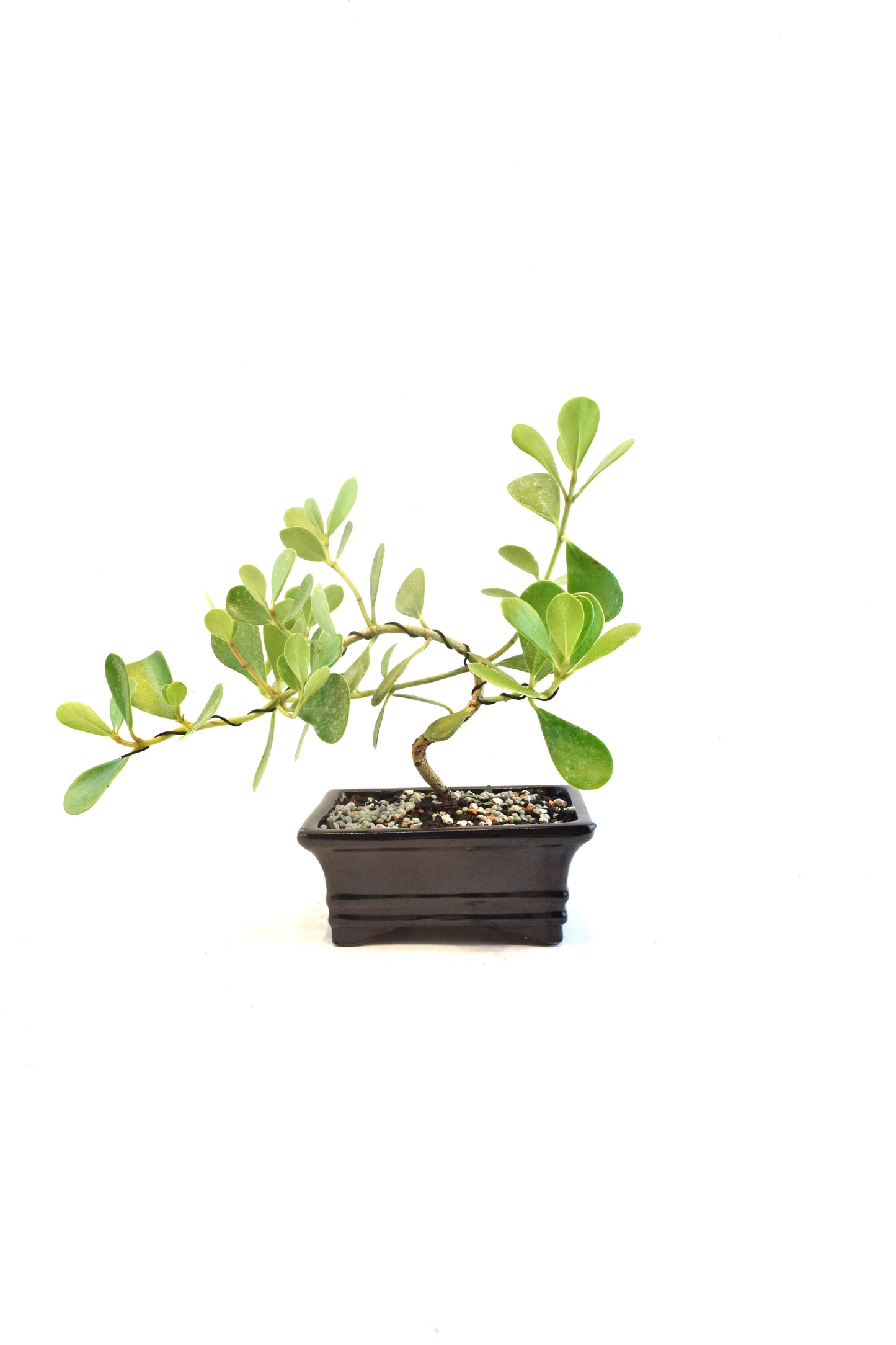 Dwarf Ptich Apple Bonsai Ceramic 6" Pot - One of a Kind Bonsai