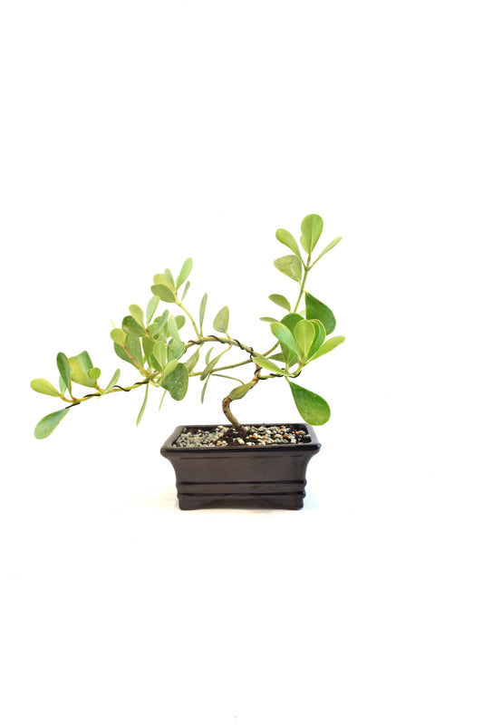 Dwarf Ptich Apple Bonsai Ceramic 6" Pot - One of a Kind Bonsai