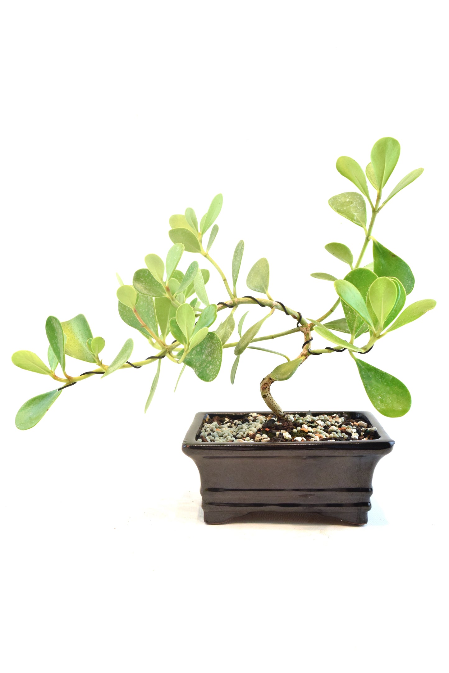 Dwarf Ptich Apple Bonsai Ceramic 6" Pot - One of a Kind Bonsai