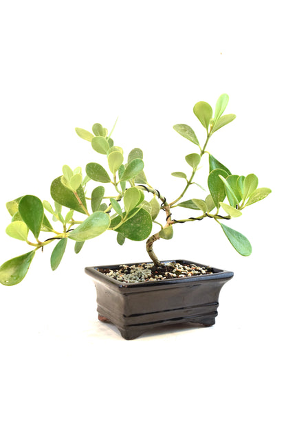 Dwarf Ptich Apple Bonsai Ceramic 6" Pot - One of a Kind Bonsai