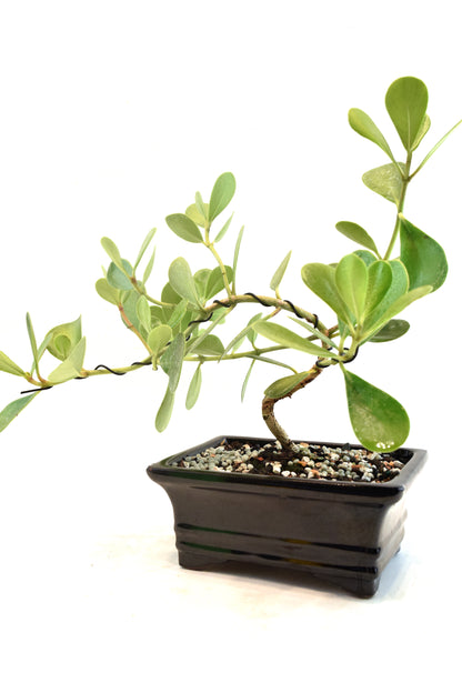 Dwarf Ptich Apple Bonsai Ceramic 6" Pot - One of a Kind Bonsai