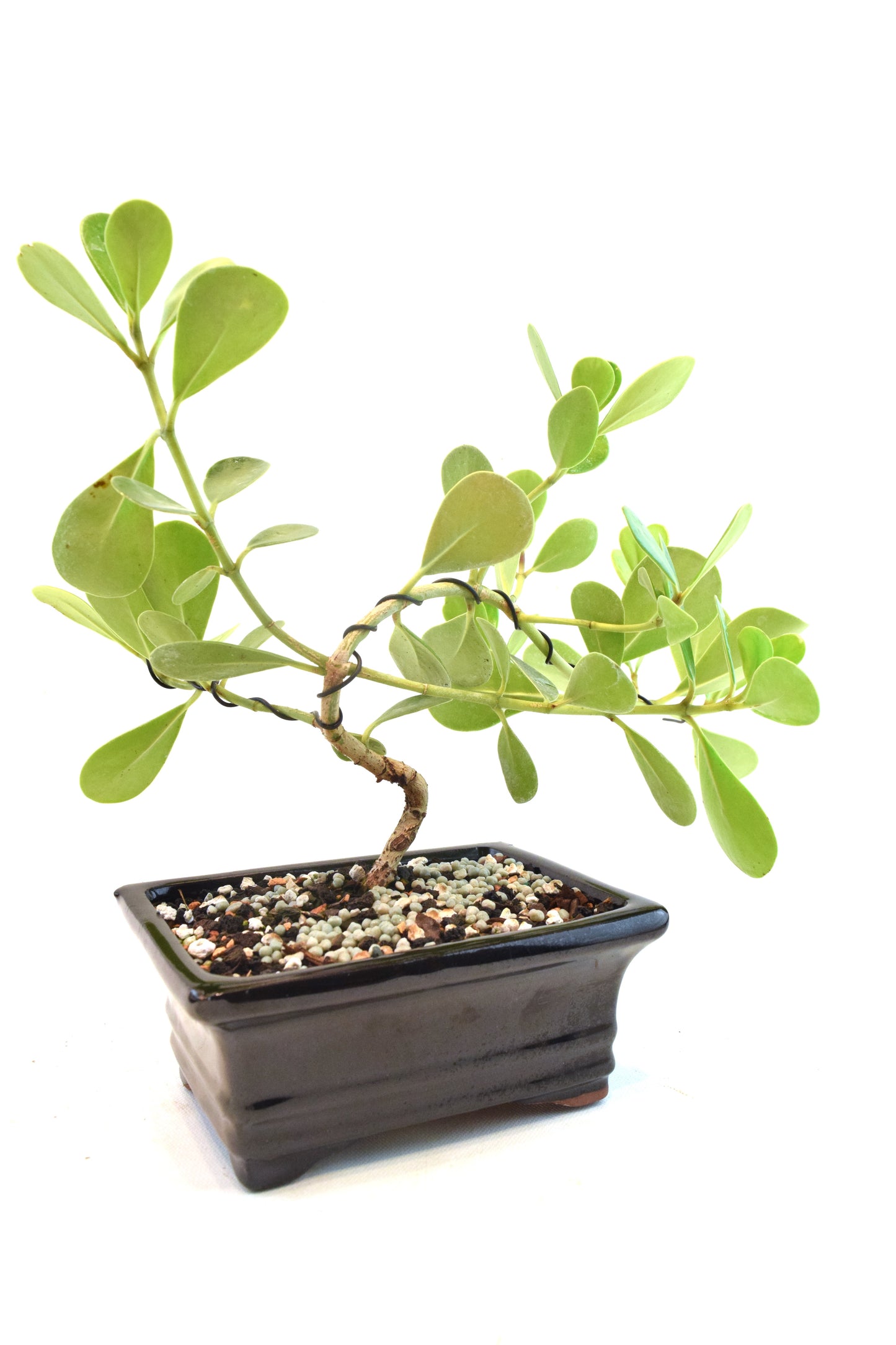 Dwarf Ptich Apple Bonsai Ceramic 6" Pot - One of a Kind Bonsai